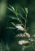 Korb-Weide (Salix viminalis) mit Fruchtständen