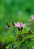Ruprechtskraut (Geranium robertianum), also called Stinky Cranesbill, old medicinal plant of folk medicine and homeopathy