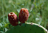 Opuntia Ficus-Indica, prickly pear cactus