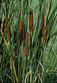 Typha angustifolia (Schmalblättriger Rohrkolben) regionale Bezeichnungen: Lampenputzer, Schlotfeger, Pompesel, Schmackadutsche, Bumskeule oder Kanonenputzer
