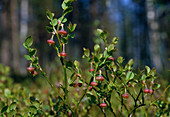 Heidelbeere (Vaccinium myrtillus), regional auch Blaubeere, Schwarzbeere, Mollbeere, Wildbeere, Waldbeere, Bickbeere, Zeckbeere, Moosbeere genannt