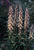 Digitalis ferruginea (rust-coloured foxglove)