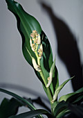 Dracaena fragans (dragon tree) sprouts flowers