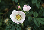 Rosa Canina (Dog Rose)