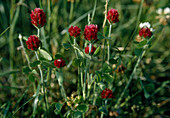 Trifolium incarnatum (Inkarnatklee)