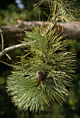 Pinus ponderosa / Gelb-Kiefer auch Gold-Kiefer oder Ponderosa-Kiefer