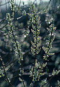 Salix fragilis (Weiblicghe Weidenkätzchen)