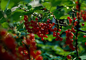 Ribes rubrum (Rote Johannisbeere)