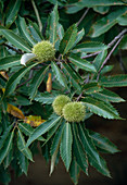 Castanea sativa (sweet chestnut)