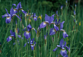 Iris sibirica (Sibirische Schwertlilie, Wiesen-Schwertlilie)