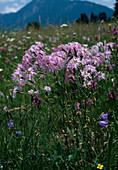 Dianthus superbus (Pink)