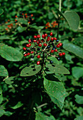 Viburnum lantana (Wolliger Schneeball)