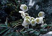 Helleborus niger Christmas rose