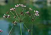 Butomus umbellatus (Doldige Schwanenblume, Blumenbinse)