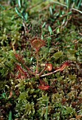 Drosera rotundifolia, round-leaved sundew, carnivorous bog plant
