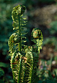 Spring shoots of ferns