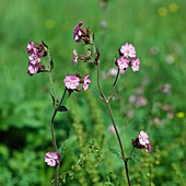 Red campion (Silene dioica), also known as red campion, red night carnation, red wood carnation, daylight carnation or blood of the Lord God