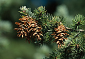 Pseudotsuga menziesii (Douglas fir) with cones