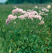 Thalictrum aquilegifolium (Columbine meadow rue)