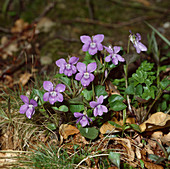 Viola canina, dog violet