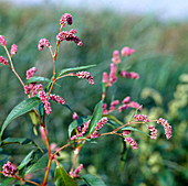 Polygonum lapathifolium syn. Persicaria lapathifolia (dock knotweed or Sakhalin knotweed)