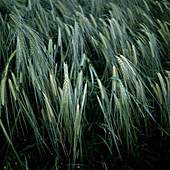 Barley field: Barley (Hordeum)