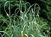 Schlangen-Knoblauch (Allium sativum var. ophioscorodon)