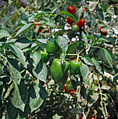 Vegetable pepper