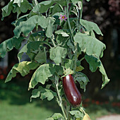 Aubergine (Solanum melongena) mit Frucht und Blüte, Blätter schlappen, Pflanze ist trocken und sollte gegossen werden