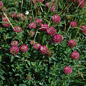 Trifolium pratense (red clover)