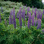 Blue Lupinus (Lupines)