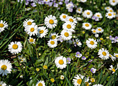 Gänseblümchen BELLIS PERENNIS