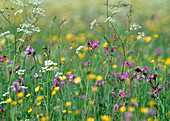 Flower meadow with carnations, meadow chervil and buttercups