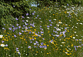Flower meadow: Campanula (bluebells), Ranunculus acris (buttercup) and Leucanthemum vulgare (daisies)