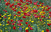 Flower meadow: Papaver rhoeas (corn poppy) and Anthemis tinctoria (camomile)