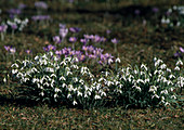 Galanthus nivalis (Schneeglöckchen)