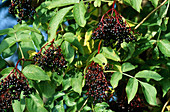 Black elderberries