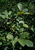 Rhamnus frangula / Gemeiner Faulbaum