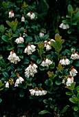 Blühende Preiselbeeren, Vaccinium vitis-idaea, Schweden, Skandinavien
