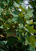 Platanus X acerifolia Platane mit kugeligen Früchten