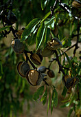 Almond (Prunus Dulcis)