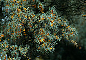 Hippophae rhamnoides (Sanddorn)