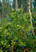 Wothe: Vaccinium myrtillus (blueberries, bilberries)