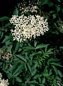 Sambucus nigra (elderberry)