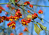 Euonymus europaeus (spindle tree)