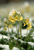 Cowslips in snow, Primula elatior, Germany