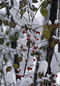 Wothe: Euonymus (Pfaffenhütchen), Früchte im Schnee