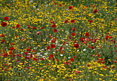 Blumenwiese: Papaver rhoeas (Klatschmohn) und Anthemis tinctoria (Färberkamille)