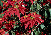 Euphorbia pulcherrima (poinsettia) in its natural habitat