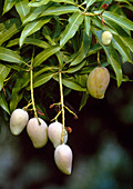 Mangobaum (Mangifera indica), tropischer Obstbaum mit unreifen Früchten